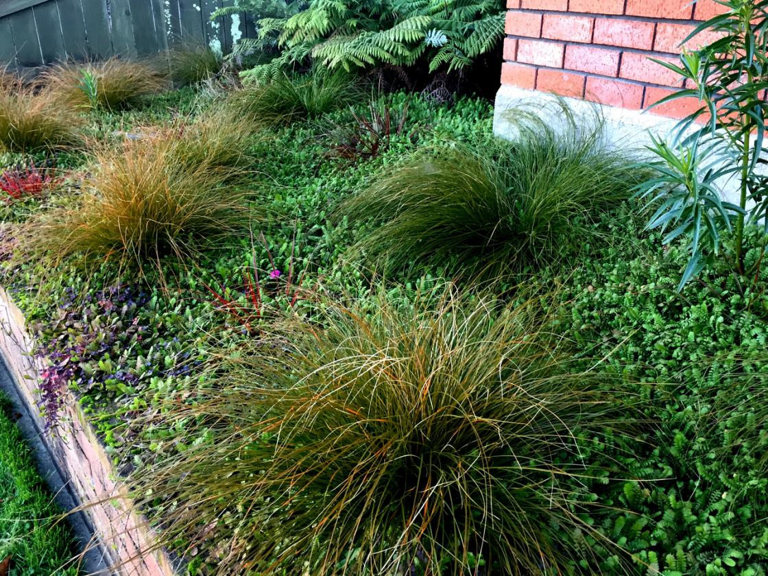 Cyathea dealbata (Silver fern), Carex dipsacea (Green tussock), Carex uncinata (Small red/brown grass), Acaena inermis 'Purpurea' (Purple groundcover), Leptinella dioca 'Giant' (Green groundcover), and Gomphocarpus fruticosus (Swan plant).