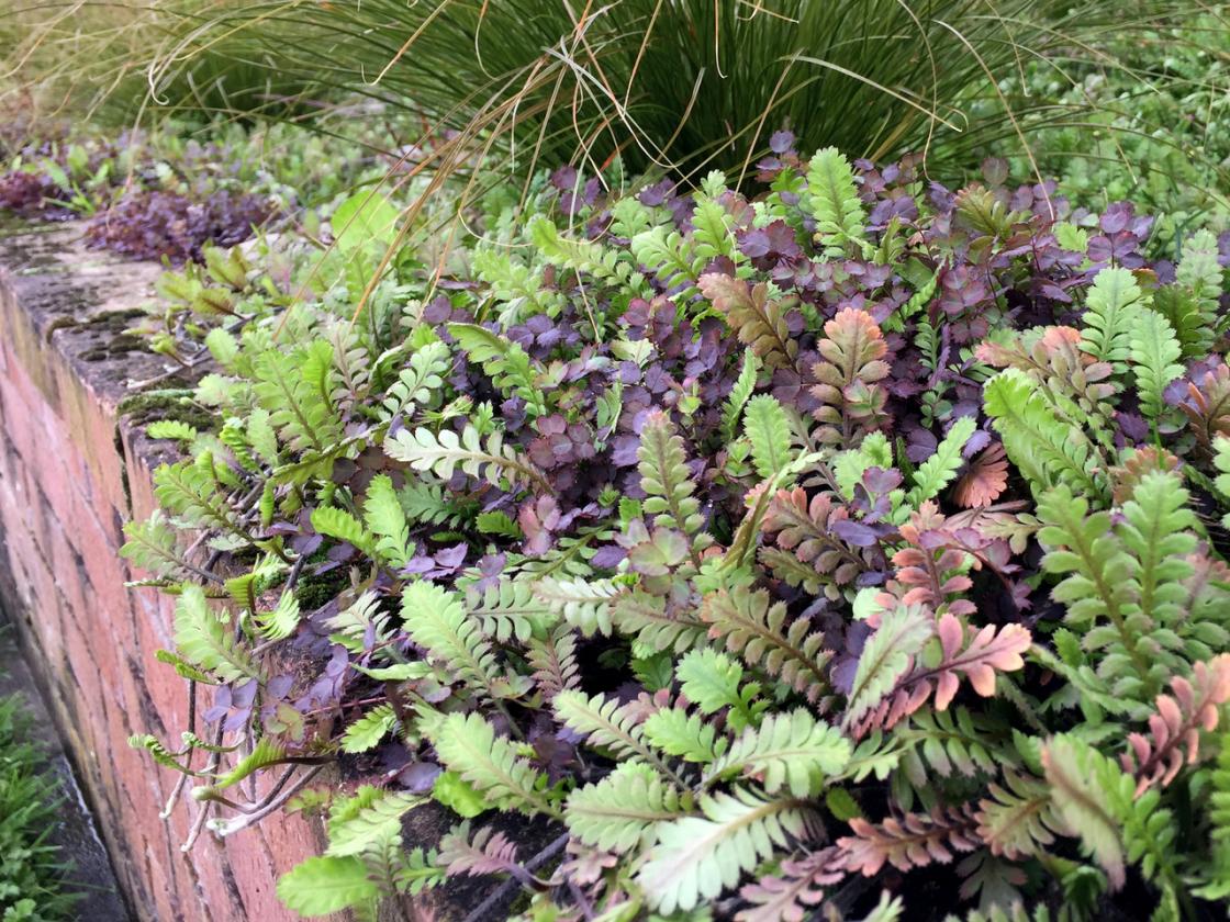 Purple (Acaena inermis) and green (Leptinella dioca 'Giant') groundcovers provide strong contrasting colour. They are both vigorous spreaders and do a great job of suppressing weeds.