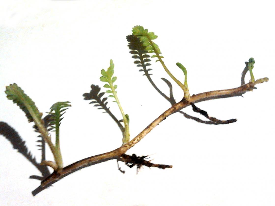 Leptinella dioica 'Giant' showing stolons and roots
