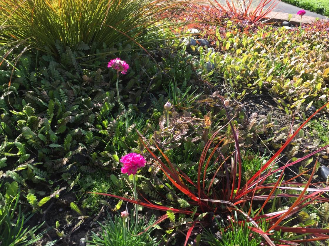 Update 2017-05-17: Armeria maritima has pink pompom flowers. They grow from seeds scattered at the time of planting. The red grass is Carex uncinata (formerly Uncinia uncinata).