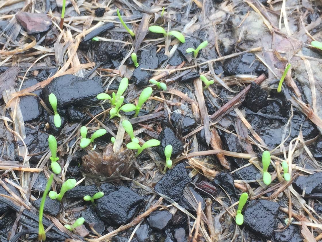 Many chamomile seedlings and few grass. 