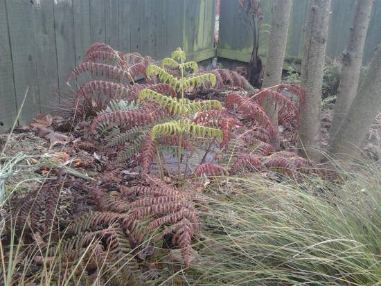 Cyathea dealbata putting out a new frond in spring.