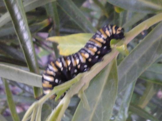 Danaus plexippus (Monarch) caterpillar