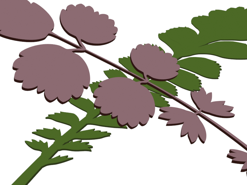 Pattern Acaena inermis 'Purpurea' & Leptinella dioica 'Giant' v1