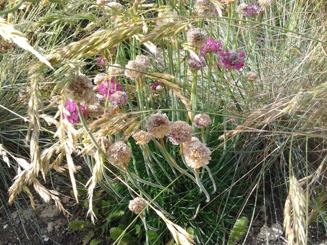 Armeria maritima seedheads.