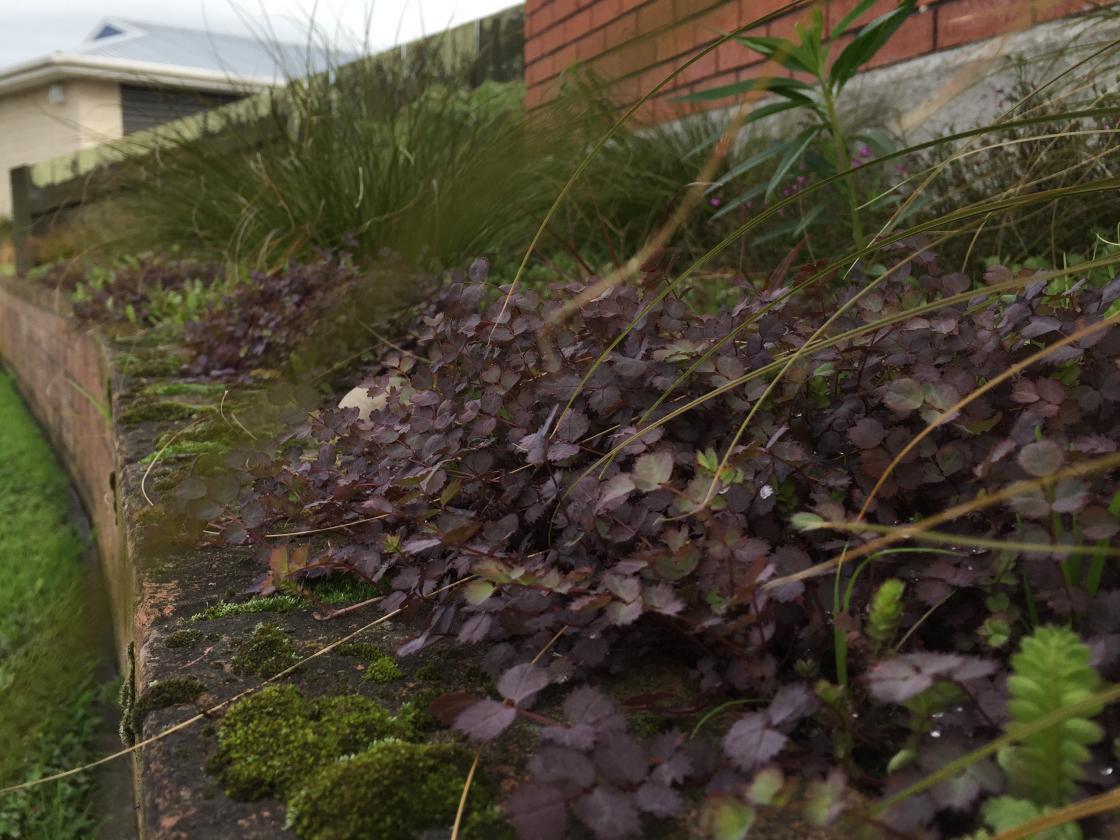 Acaena inermis 'Purpurea' mixed with Leptinella dioica 'Giant'.