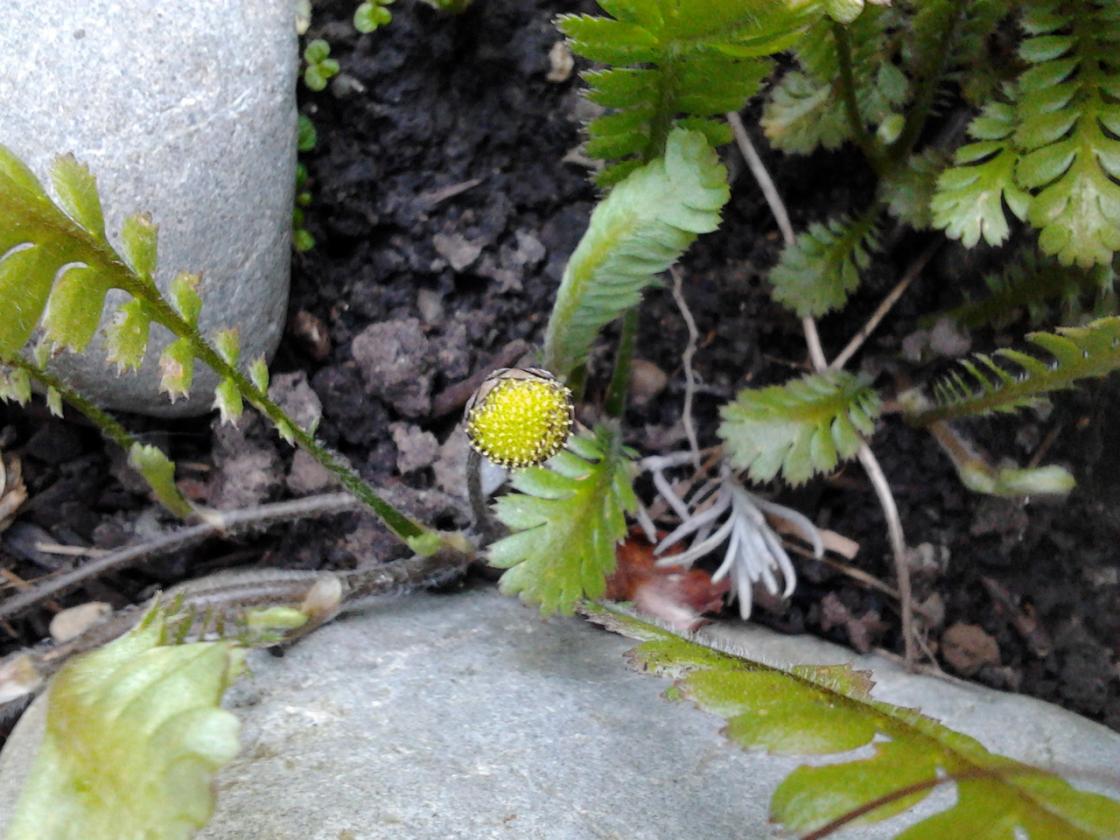 Leptinella dioica 'Giant' flower