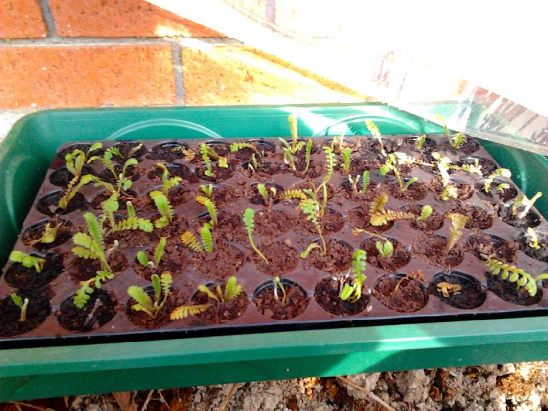 Leptinella dioica 'Giant' being propagated