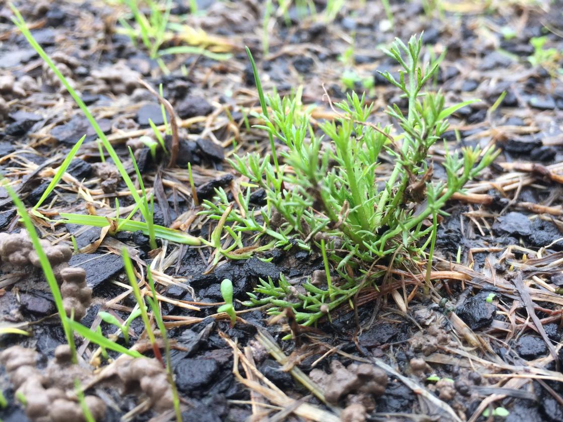 Chamomile growing from a cutting