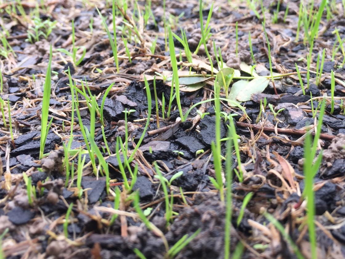 An area with many grass seedlings and few chamomile.