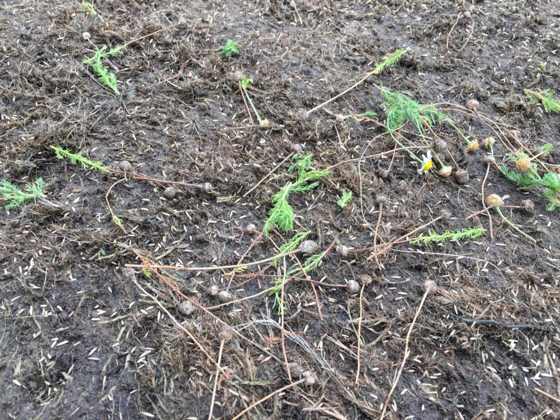 Broadcast chamomile seeds.