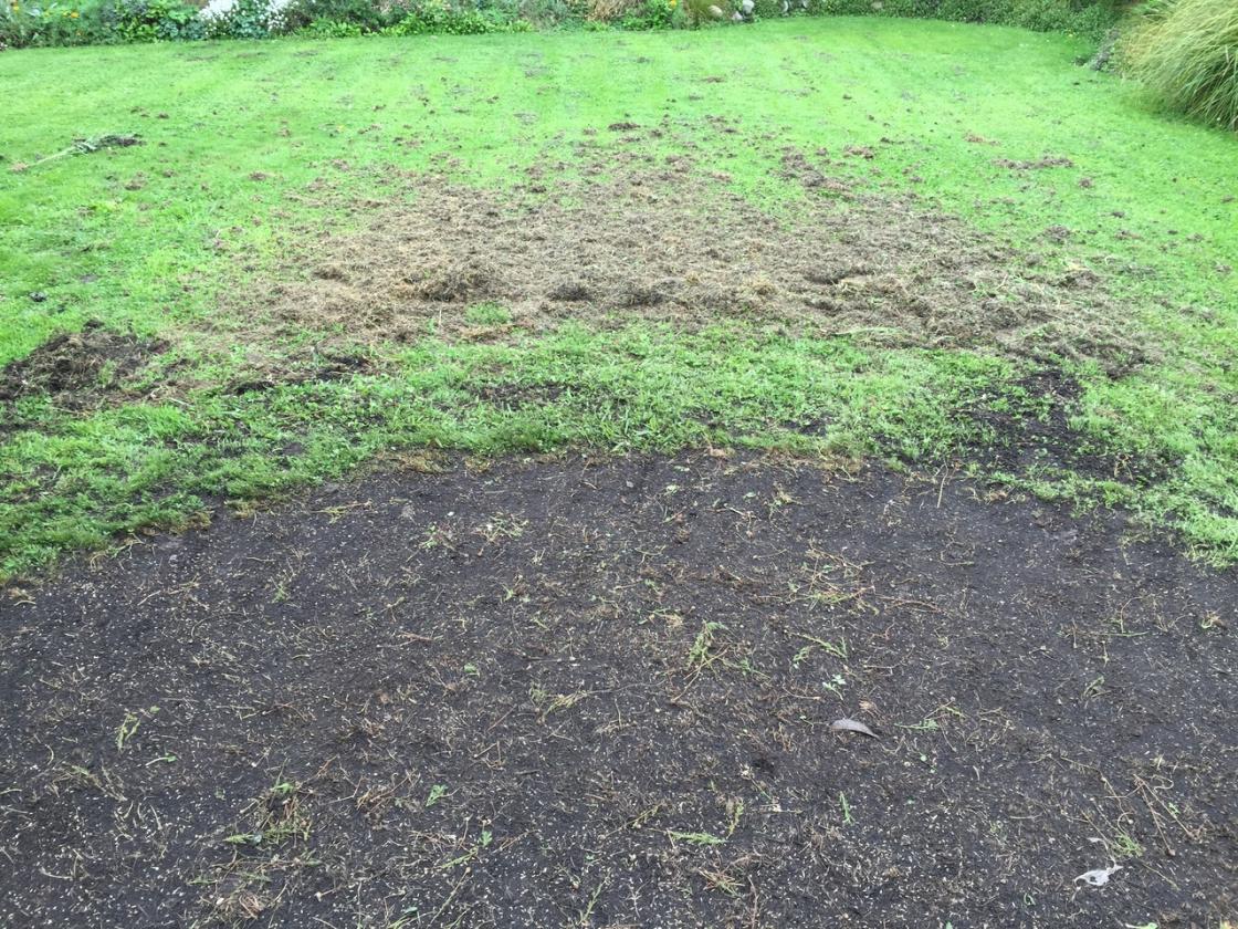 The dead grass that had been raked off.