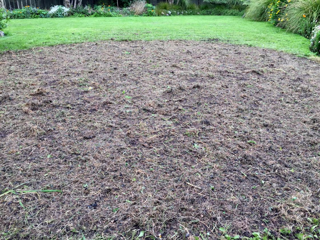 Seeds covered by dead grass.