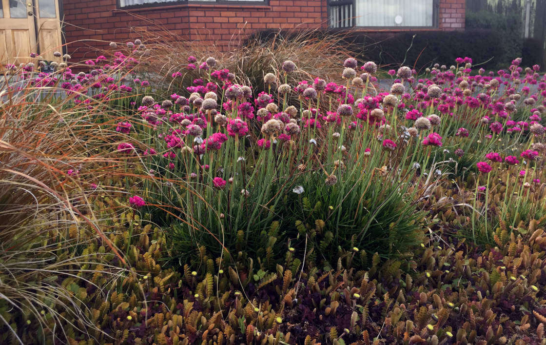 Armeria maritima