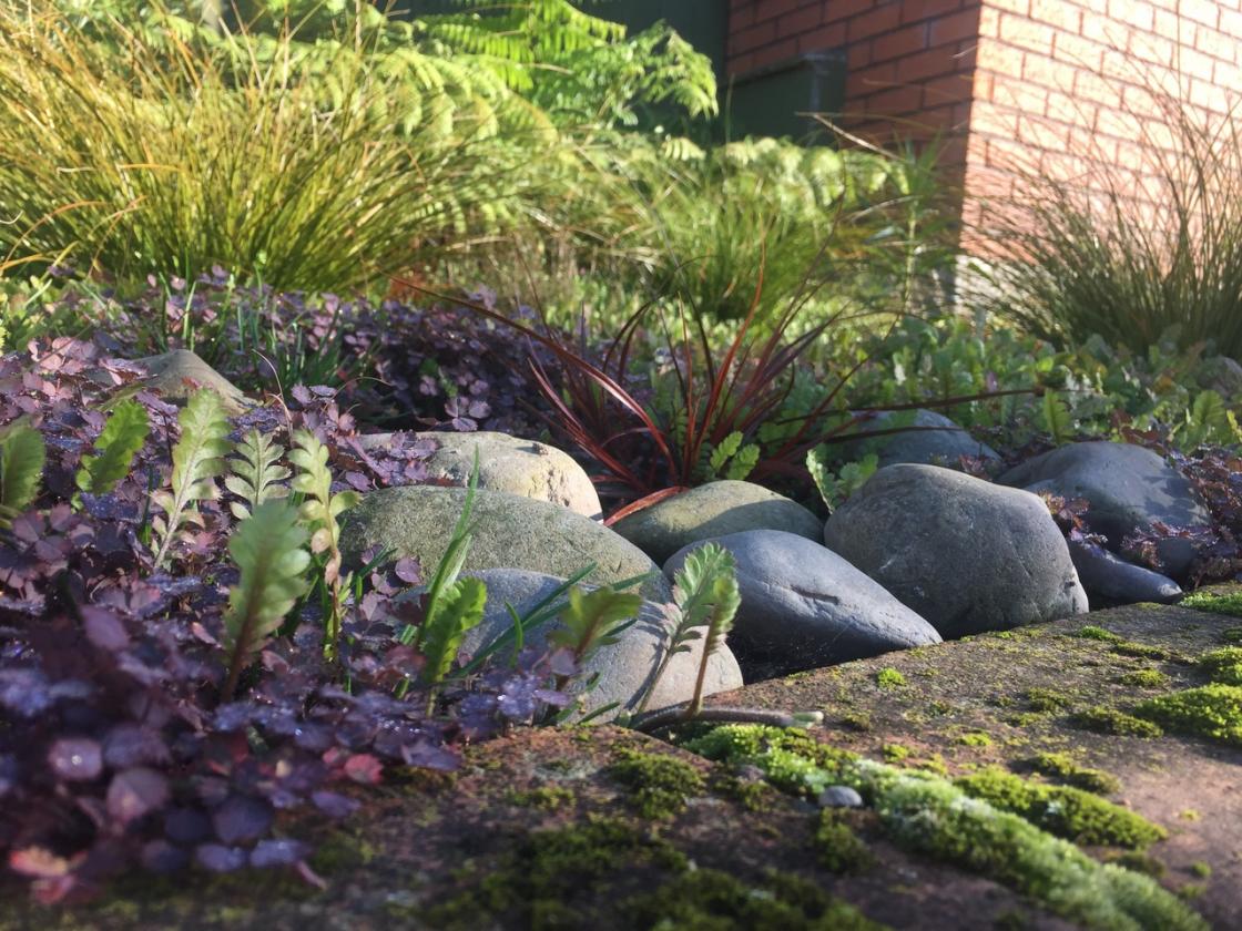 Closeup of moss and groundcovers