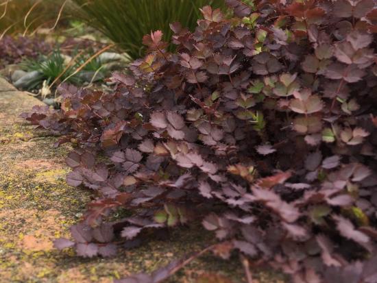 Acaena inermis 'Purpurea'