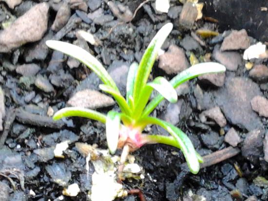 Armeria maritima seedling closeup.