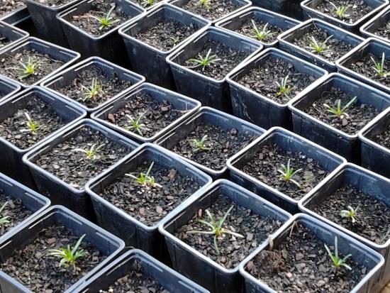 Armeria maritima seedlings