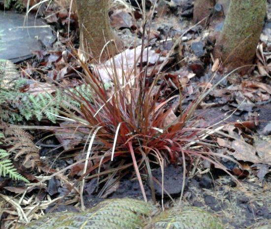 Carex uncinata 'Ruapehu'
