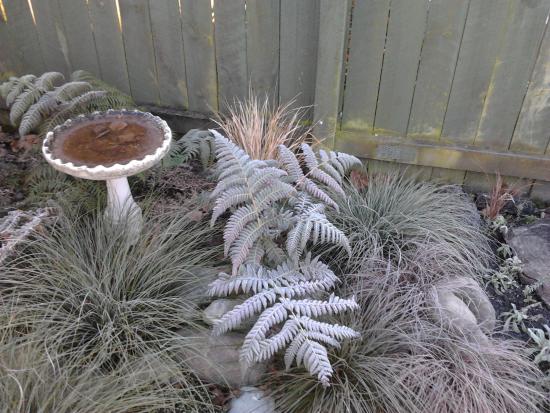 Cyathea dealbata covered in frost