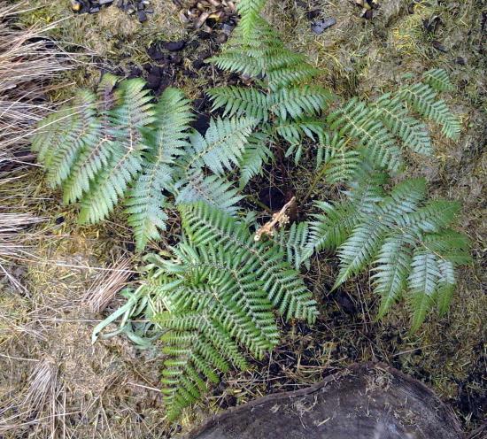 Cyathea dealbata