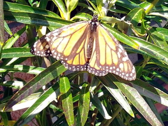 Danaus plexippus (Monarch) butterfly
