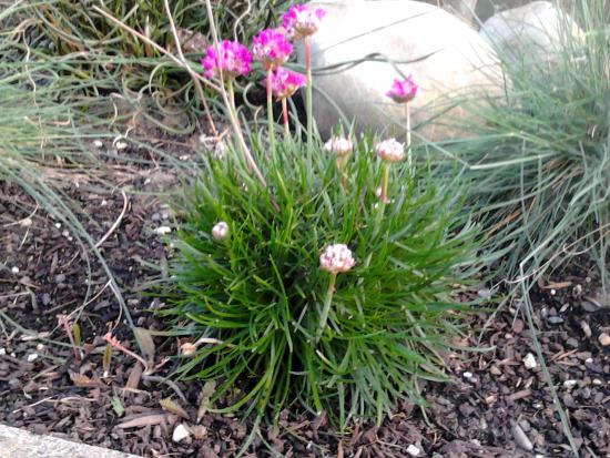 Armeria maritima coming into flower.