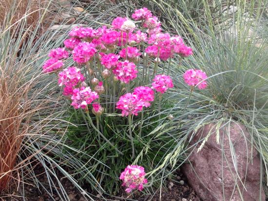 Armeria maritima in flower.